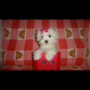 Meet your Posher, Laura